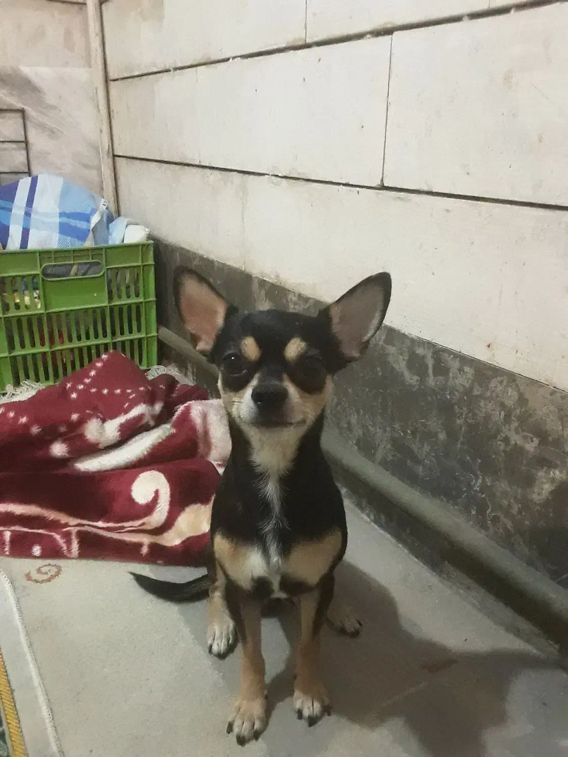 سگ شیواوا شیهواهوا نر اصیل|سگ|اصفهان, دشتستان|دیوار