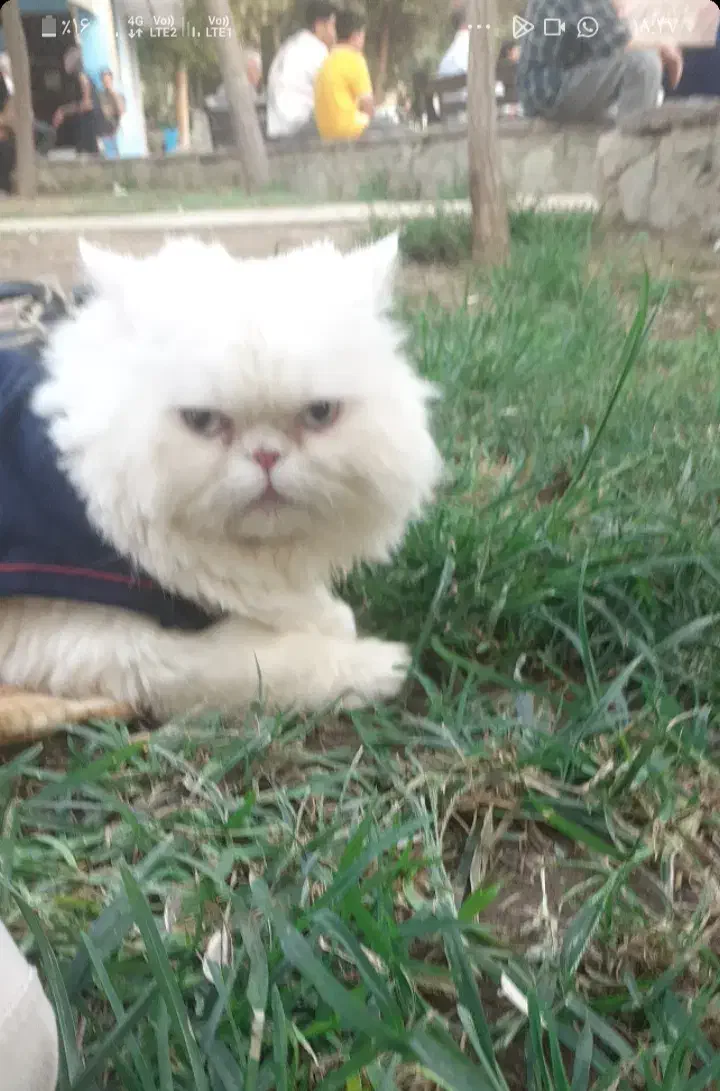 پرشین نر|گربه|کرج, خرمدشت|دیوار