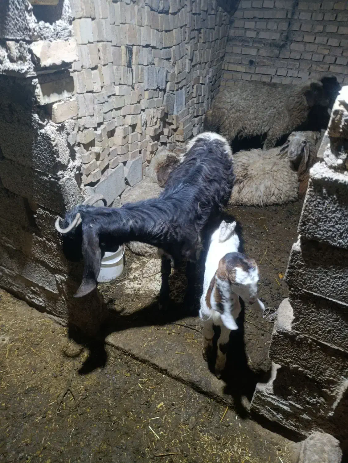 2 بز و بزغاله هاشون ...1 بز ابستن|حیوانات مزرعه|کارون, |دیوار