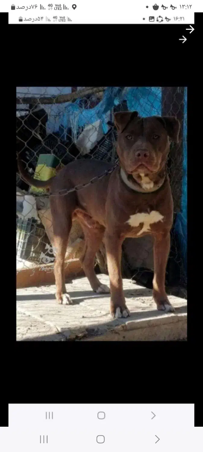 سگ آلمانی شناسنامه دار حرفه ای|سگ|فراغی, |دیوار