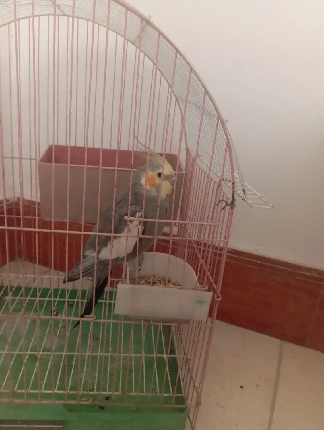 عروس هلندی|پرنده|مشکیندشت, |دیوار