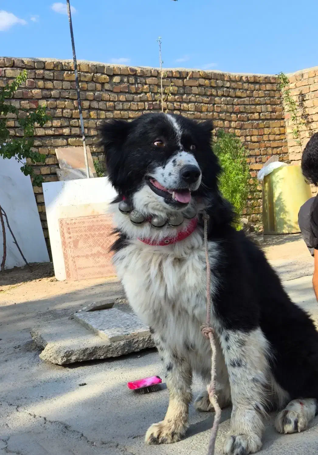 سگ گله|سگ|ازنا, |دیوار