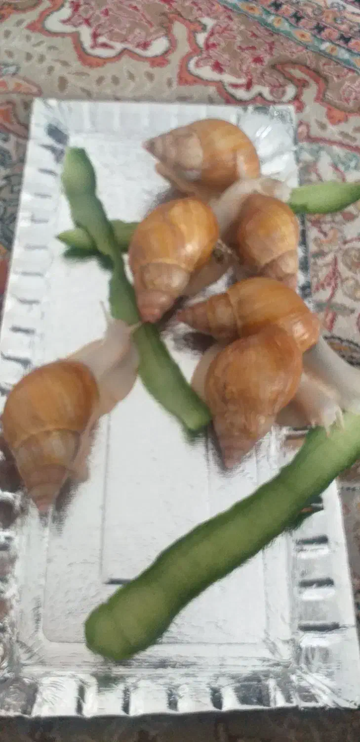 حلزون|خزنده|اصفهان, الهیه|دیوار