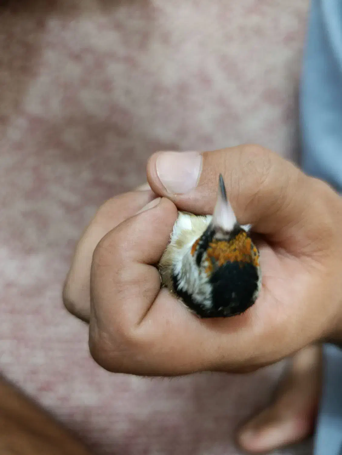 سهره نر سرسیاه|پرنده|مرودشت, فاز دوم شهرک فرهنگیان|دیوار