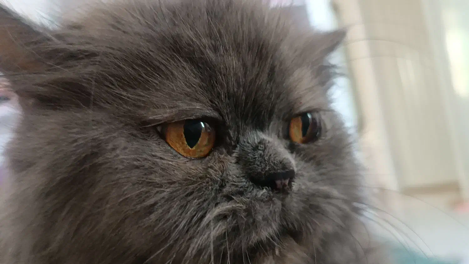 گربه پرشین|گربه|قزوین, |دیوار