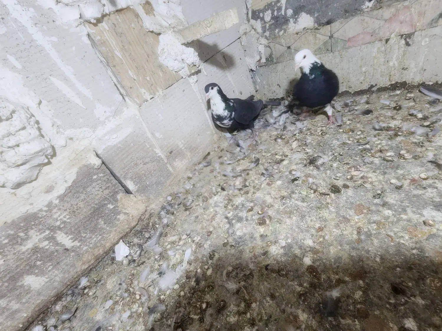 ریش نر|پرنده|بم, |دیوار