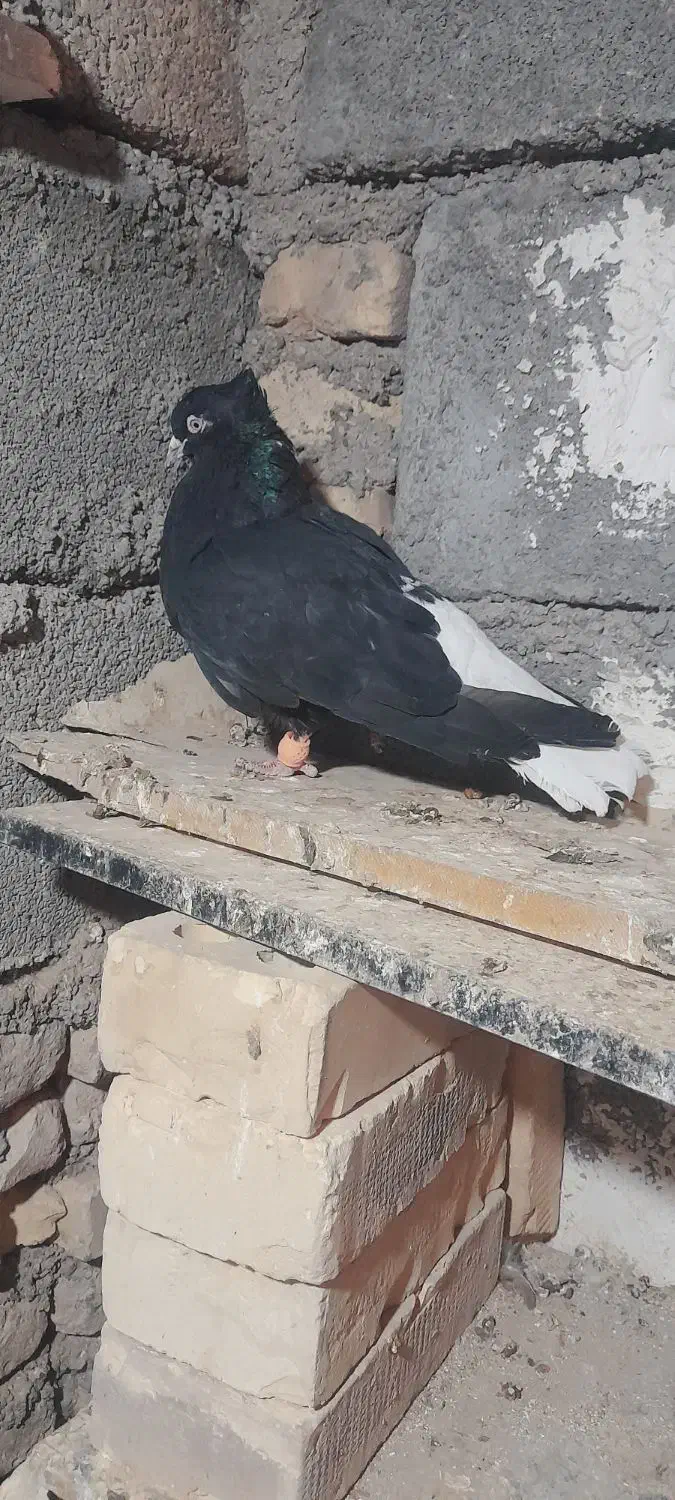 سلام دوستان|پرنده|کرخه, |دیوار