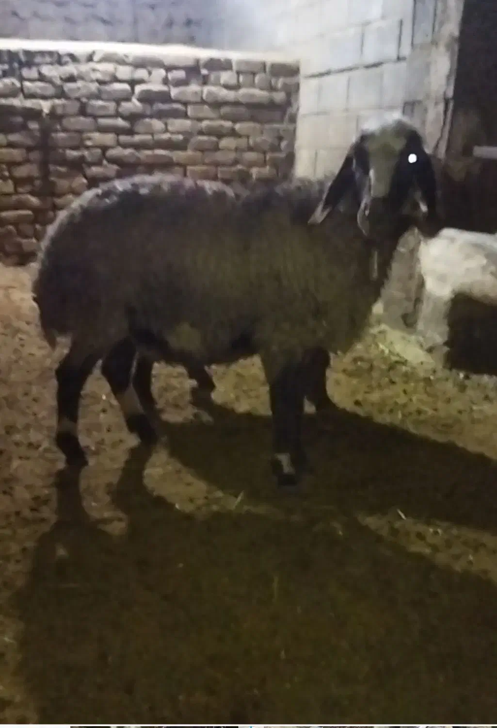 فروش دو راس میش|حیوانات مزرعه|خوانسار, |دیوار