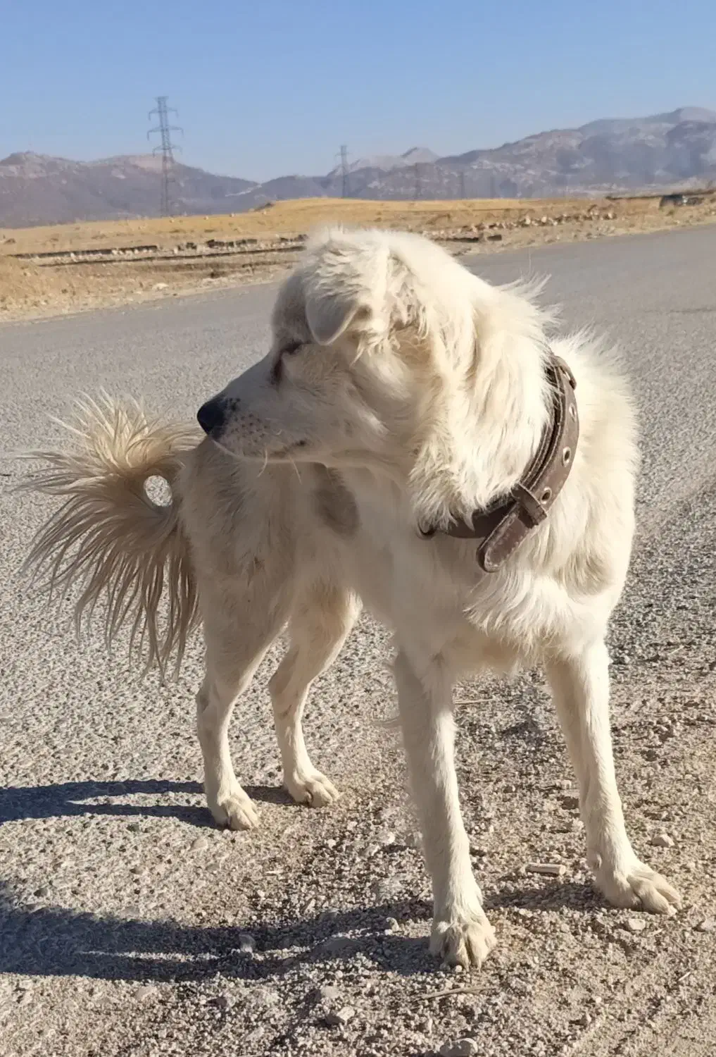 سگ فروشی|سگ|یاسوج, |دیوار