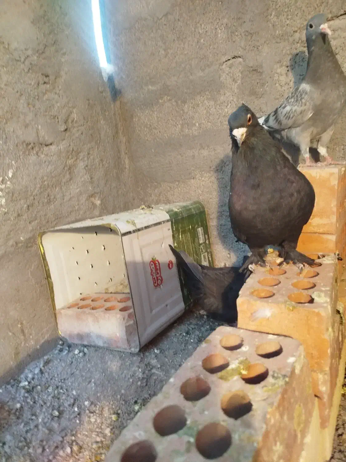 نروماده کلاغ اصل|پرنده|کرمان, |دیوار