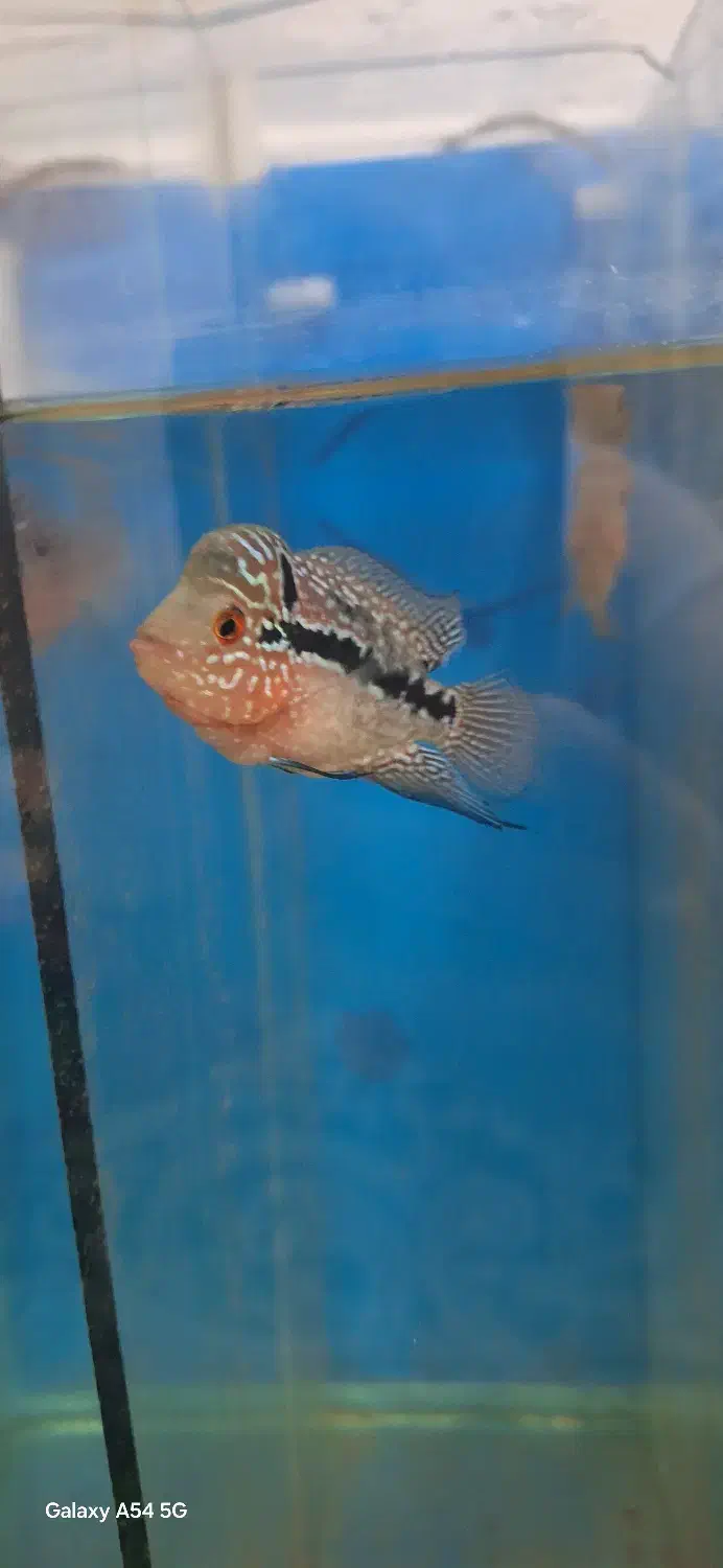 ماهی فلاور سوپر رد دراگون بیگ هد|ماهی|تبریز, |دیوار