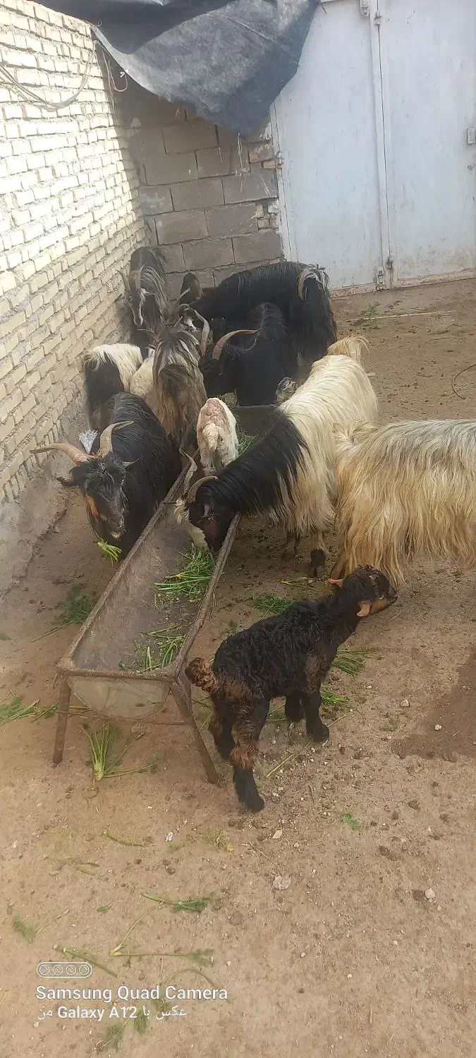 بز وبیگ|حیوانات مزرعه|شوشتر, |دیوار