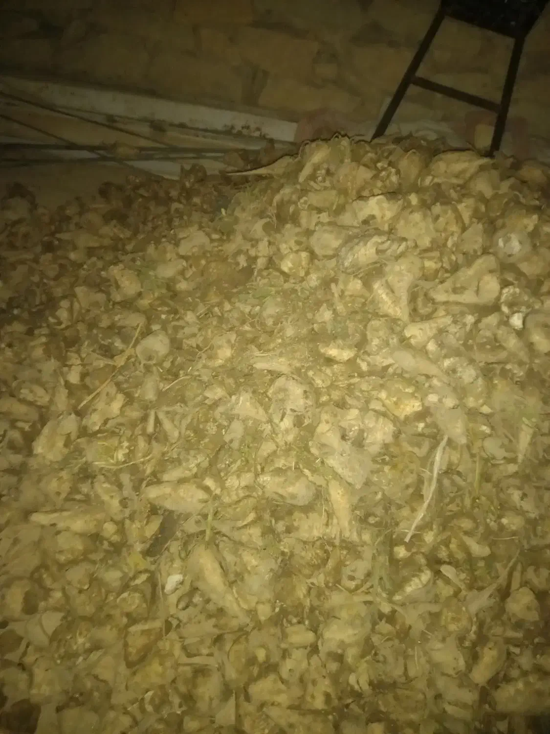 خرده چغندر|عمده‌فروشی|لالجین, |دیوار