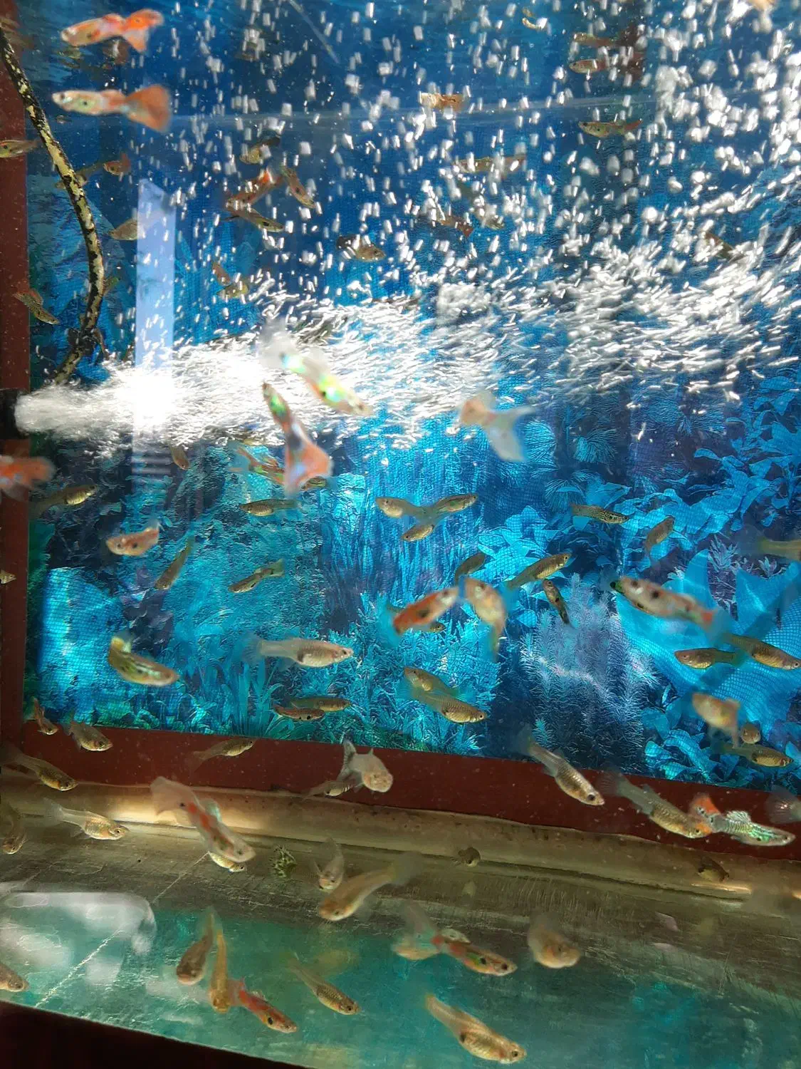 ماهی گوپی ومولی.وسایل وتجهیزات آکواریوم.غذارایگان|ماهی|اصفهان, پینارت|دیوار