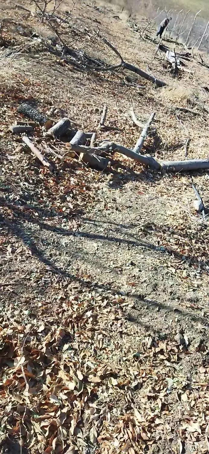 فروش چوب سیب|خدمات باغبانی و درختکاری|داران, |دیوار