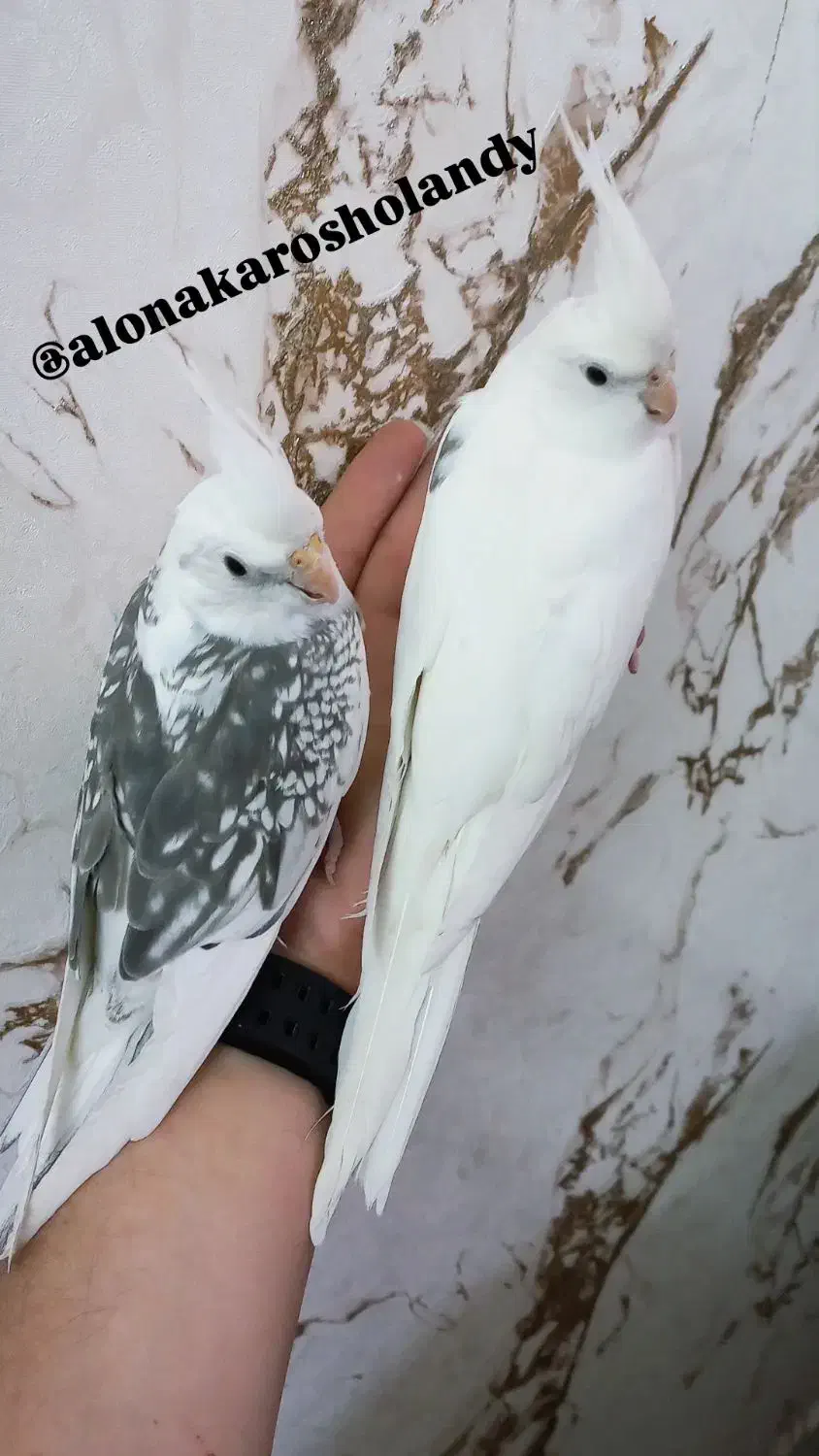 عروس هلندی( سالن ) فول اهلی|پرنده|خوی, |دیوار