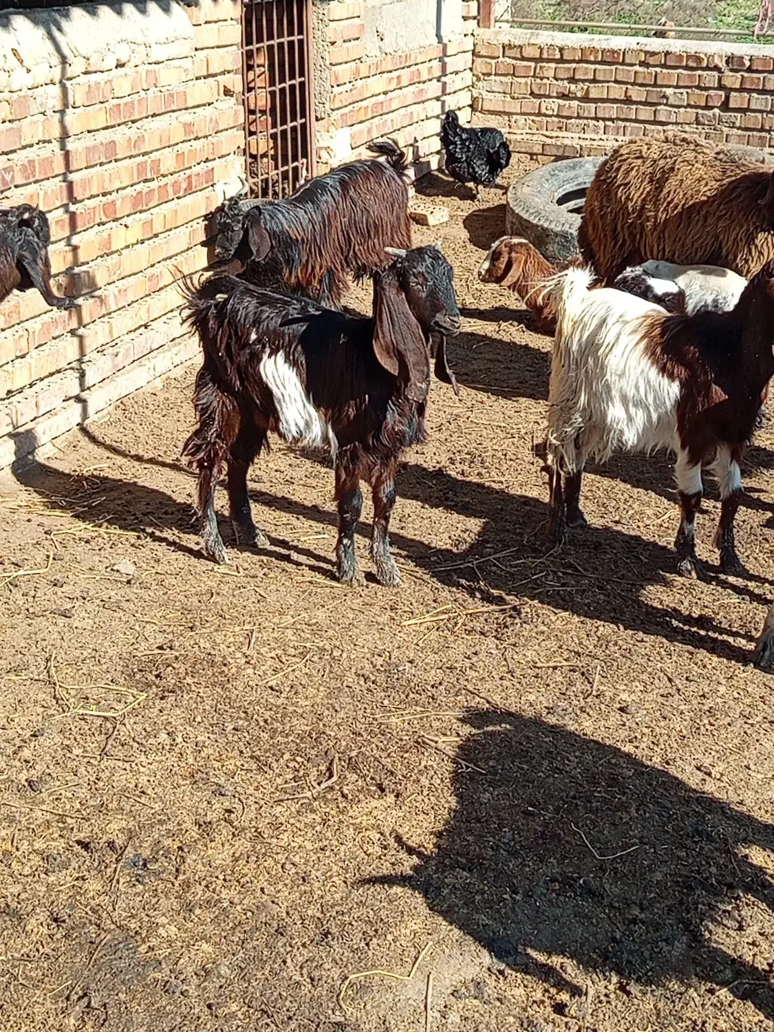 بزغاله|حیوانات مزرعه|گمیشان, |دیوار