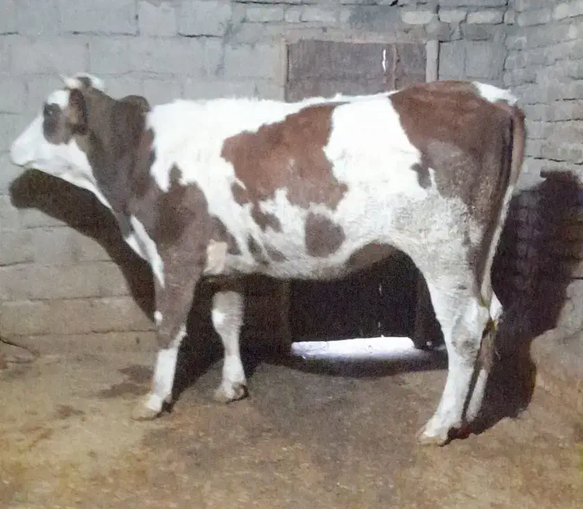 گاو ،گوساله ،تلیسه سیمینتال|حیوانات مزرعه|بیلوار, |دیوار