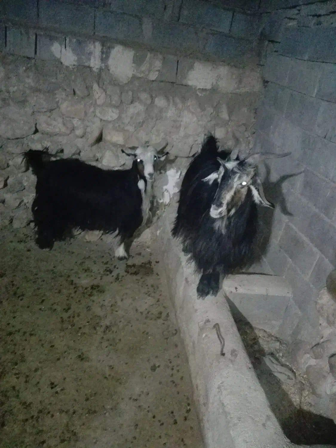 بز داشتی گله داری|حیوانات مزرعه|ایذه, |دیوار