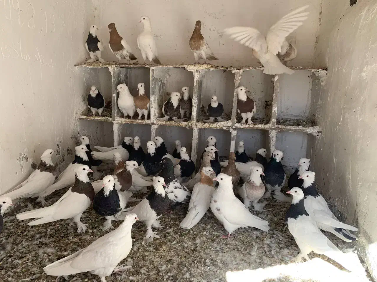 کبوتر|پرنده|بیرجند, |دیوار