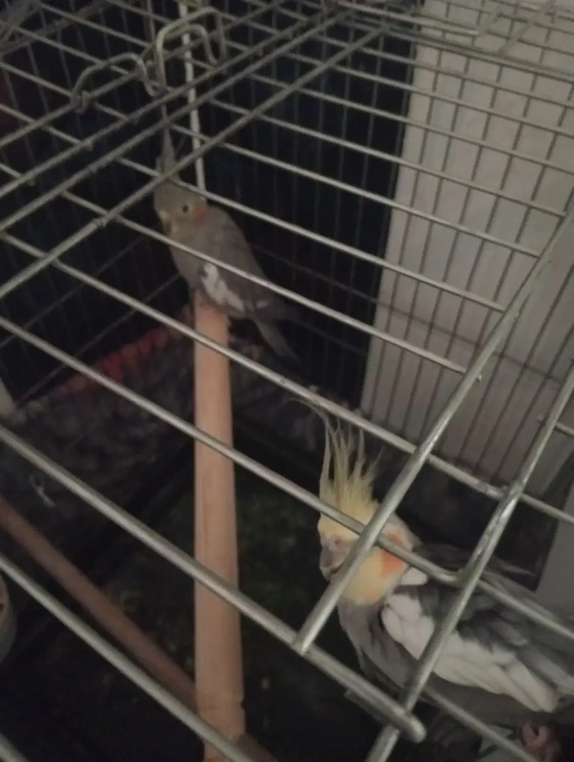 عروس هلندی|پرنده|یاسوج, |دیوار