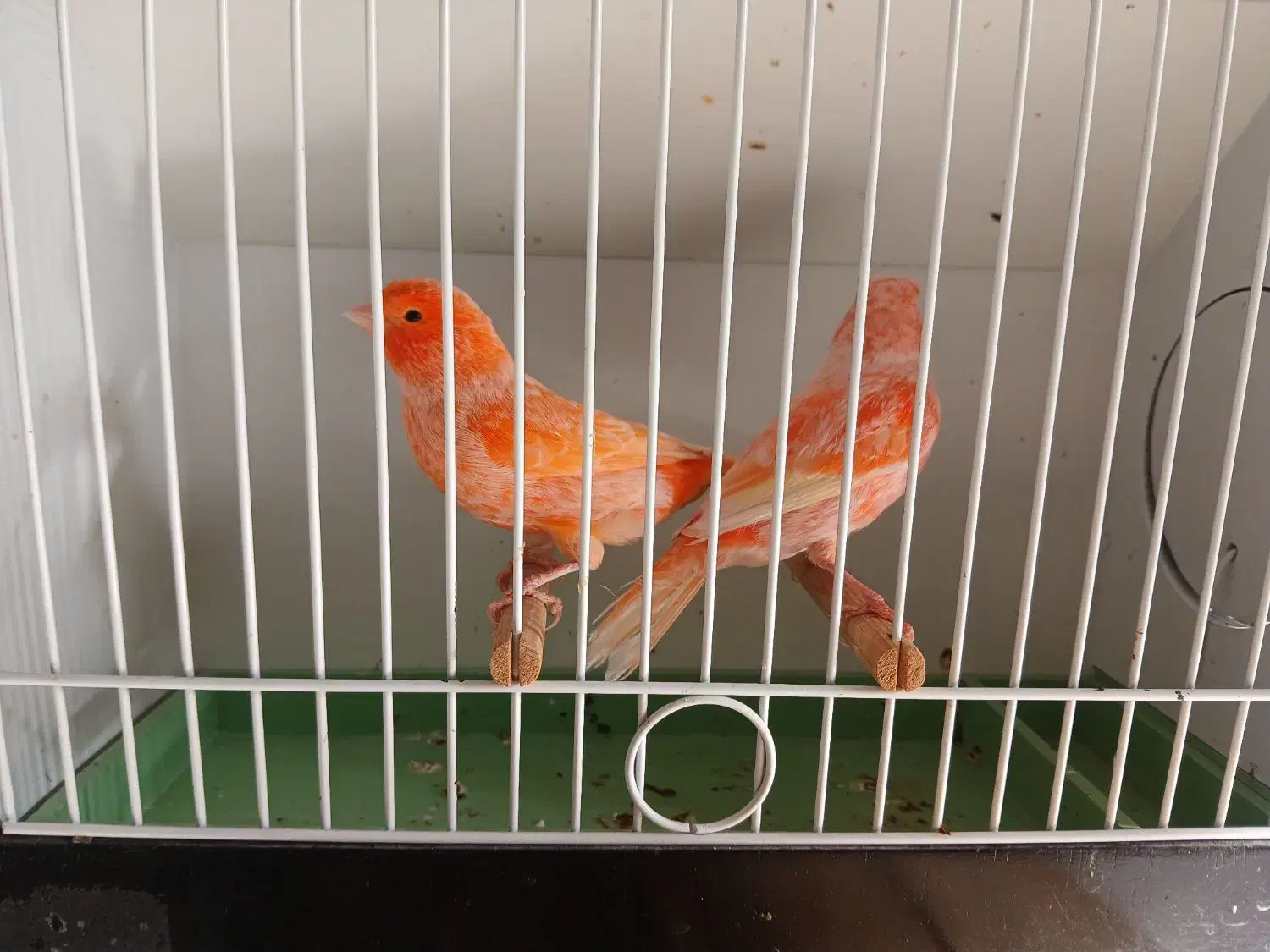 فروش قناری نر برفکی درشت|پرنده|مبارکه, |دیوار