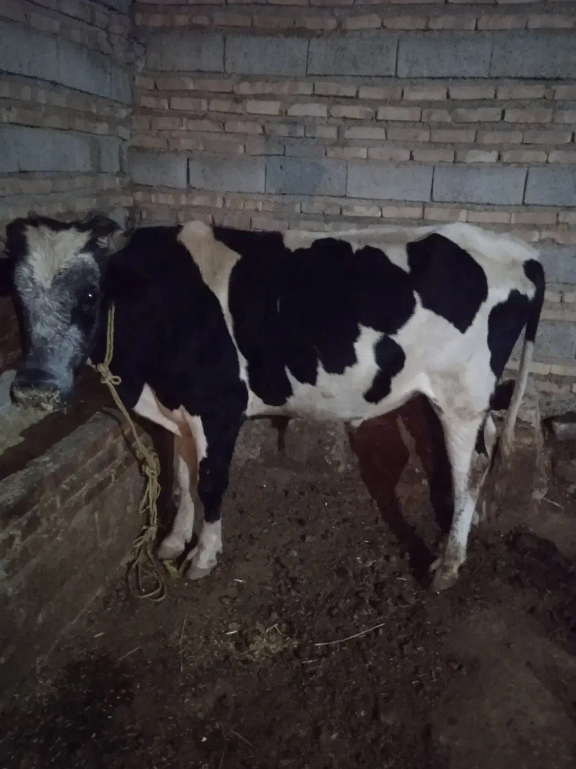 گاو نر سیمتال|حیوانات مزرعه|اهر, |دیوار