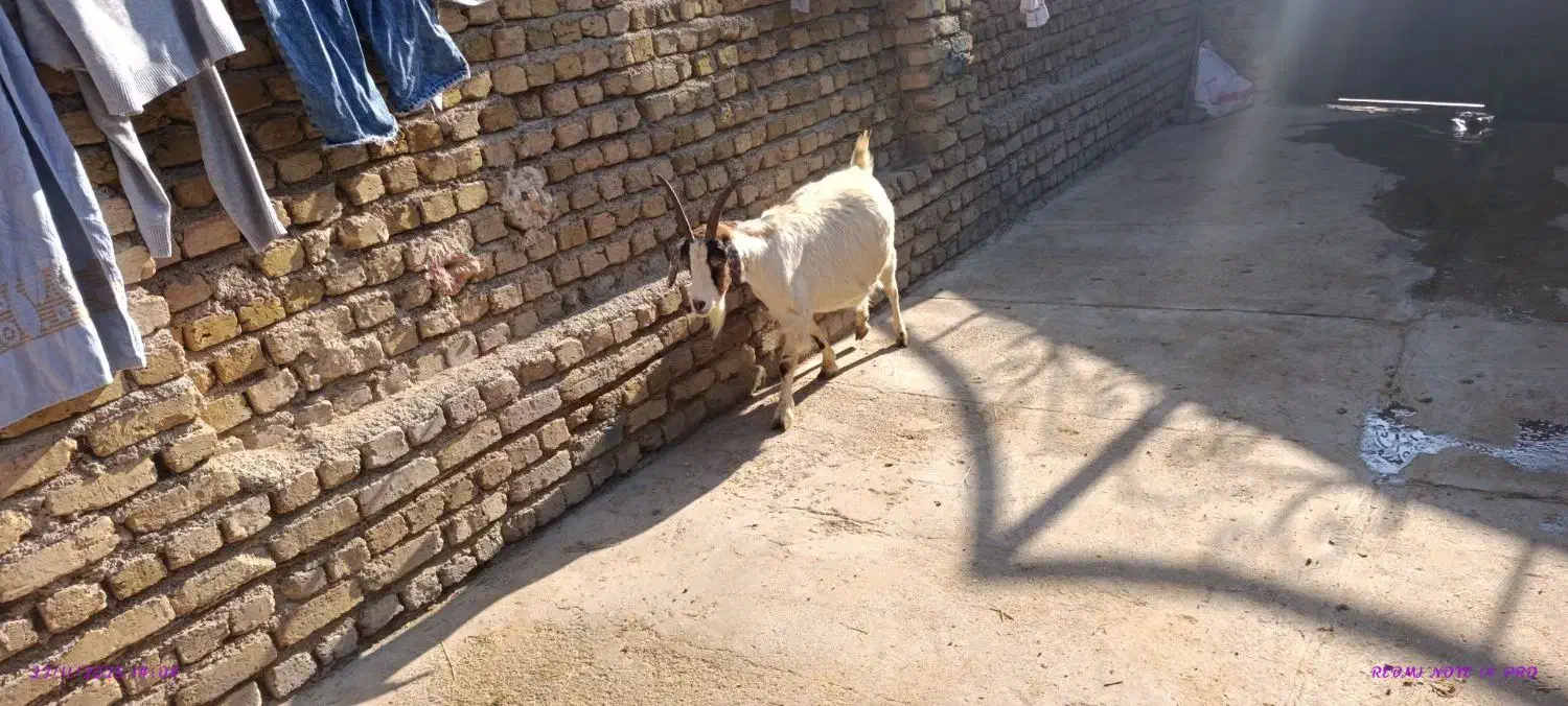 بز آبستن دوقلوزا جوان 55 kilo|حیوانات مزرعه|قزوین, |دیوار