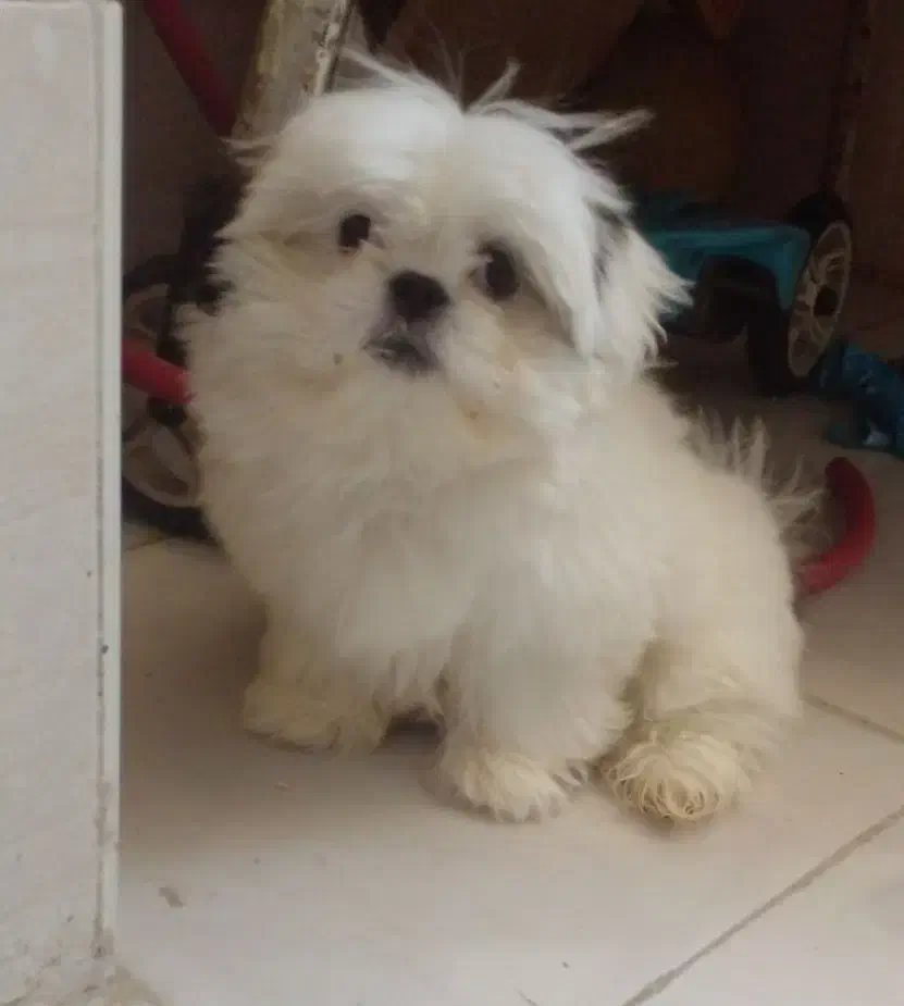 فروش حیوان|سگ|فولادشهر, C1|دیوار