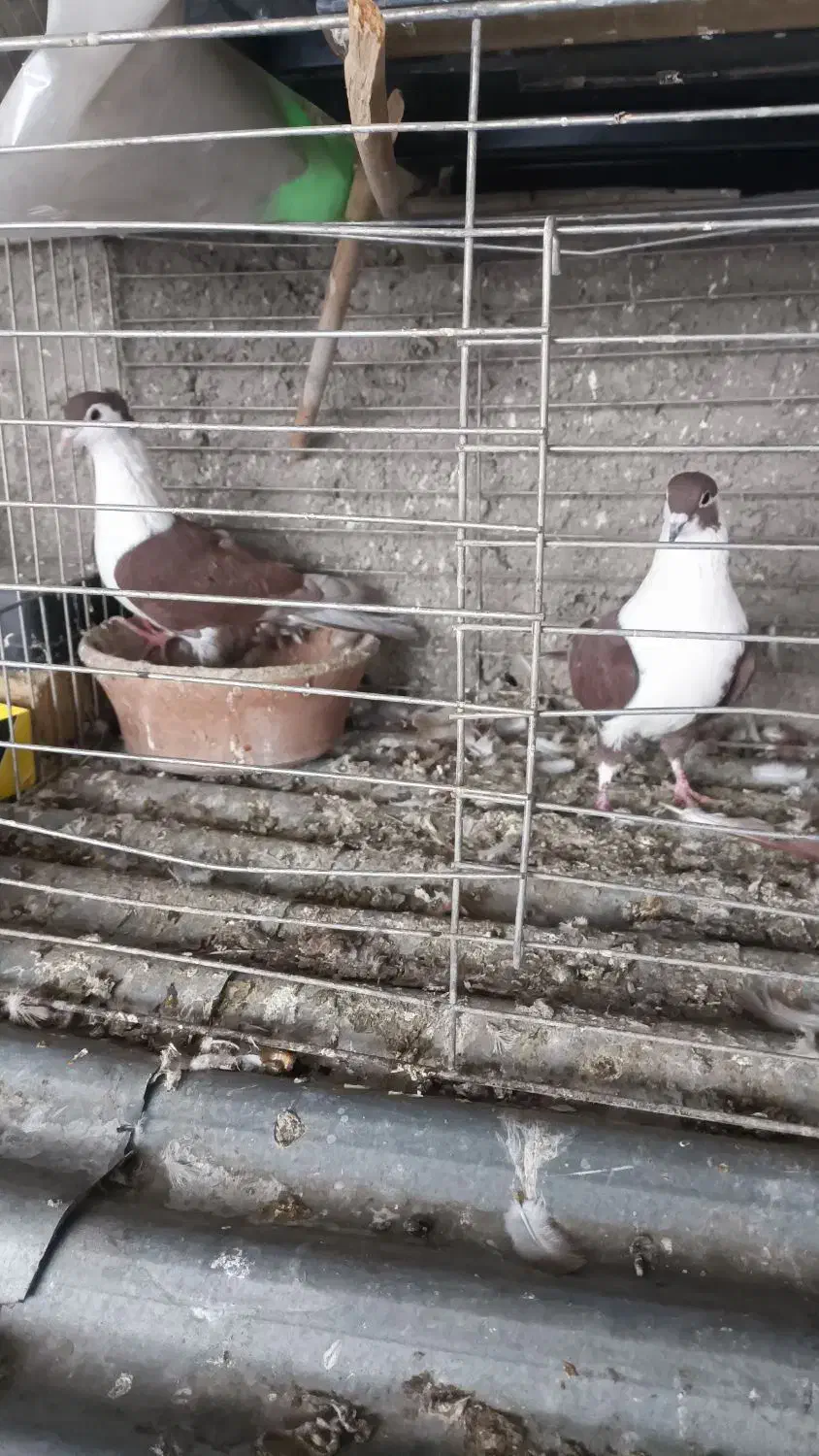 دنا افغانی خوشگل حوون|پرنده|پردیس, فاز ۴|دیوار