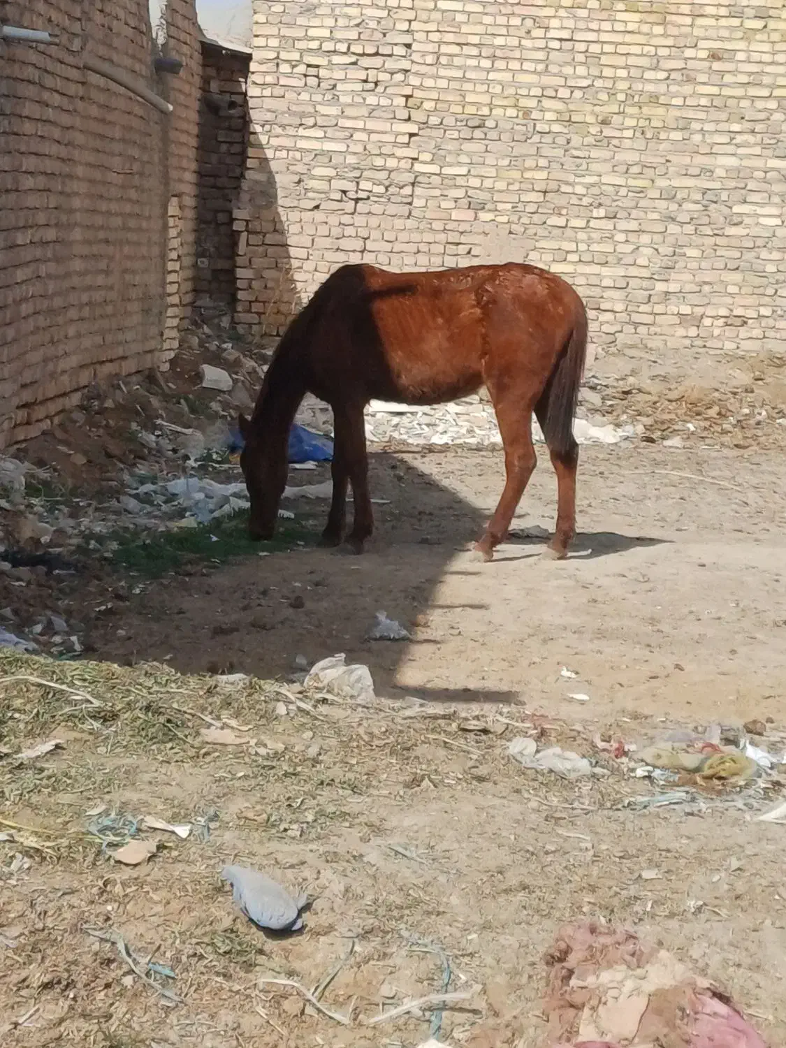 اسب|اسب و تجهیزات اسب‌سواری|سلفچگان, |دیوار