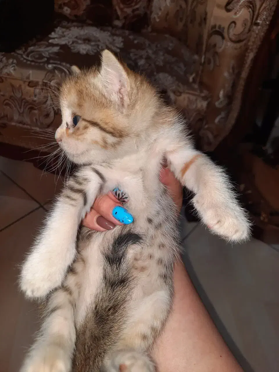 واگذاری گربه|گربه|اندیشه, شهرک کوثر|دیوار