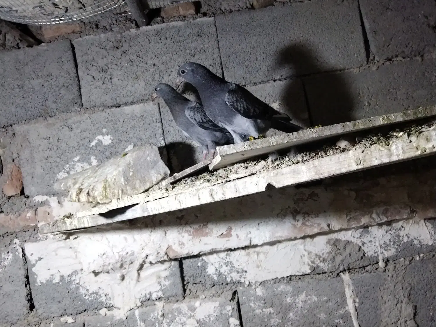 جوجه پولک|پرنده|درمیان, |دیوار