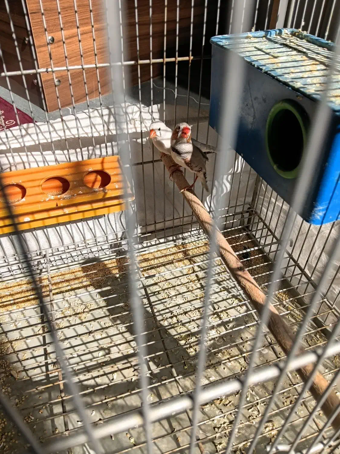 یه جفت فنچ با قفس وابخوری وجادونه ای|پرنده|شیراز, گلدشت معالیآباد|دیوار