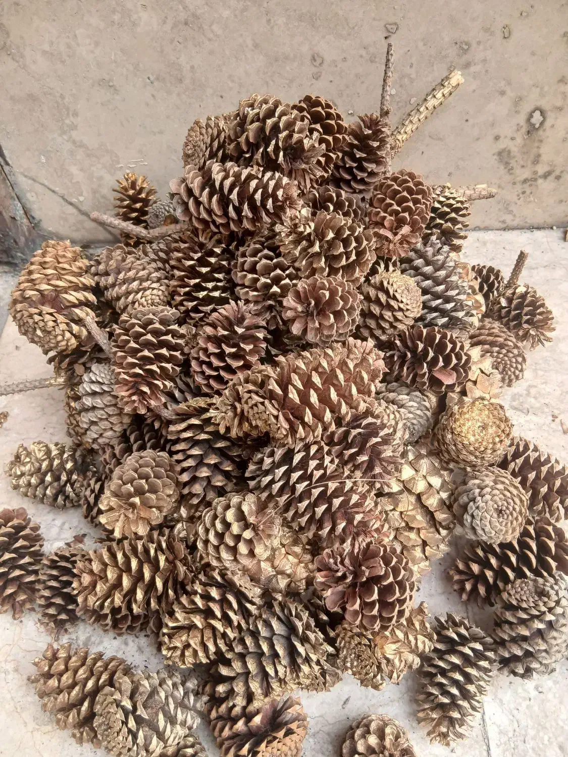 میوه درخت کاج|صنایع دستی و سایر لوازم تزئینی|تهران, آزادشهر|دیوار