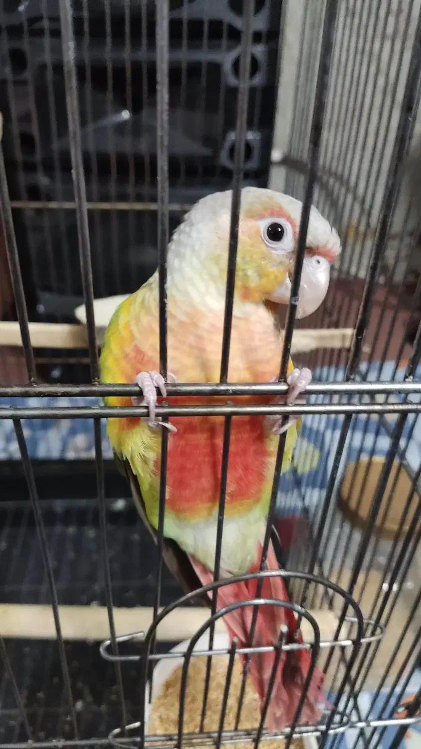 گرینچیک آناناسی|پرنده|چهاردانگه (تهران), |دیوار