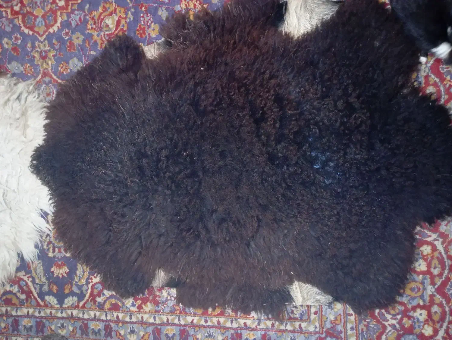 پوست|پادری|آق قلا, |دیوار