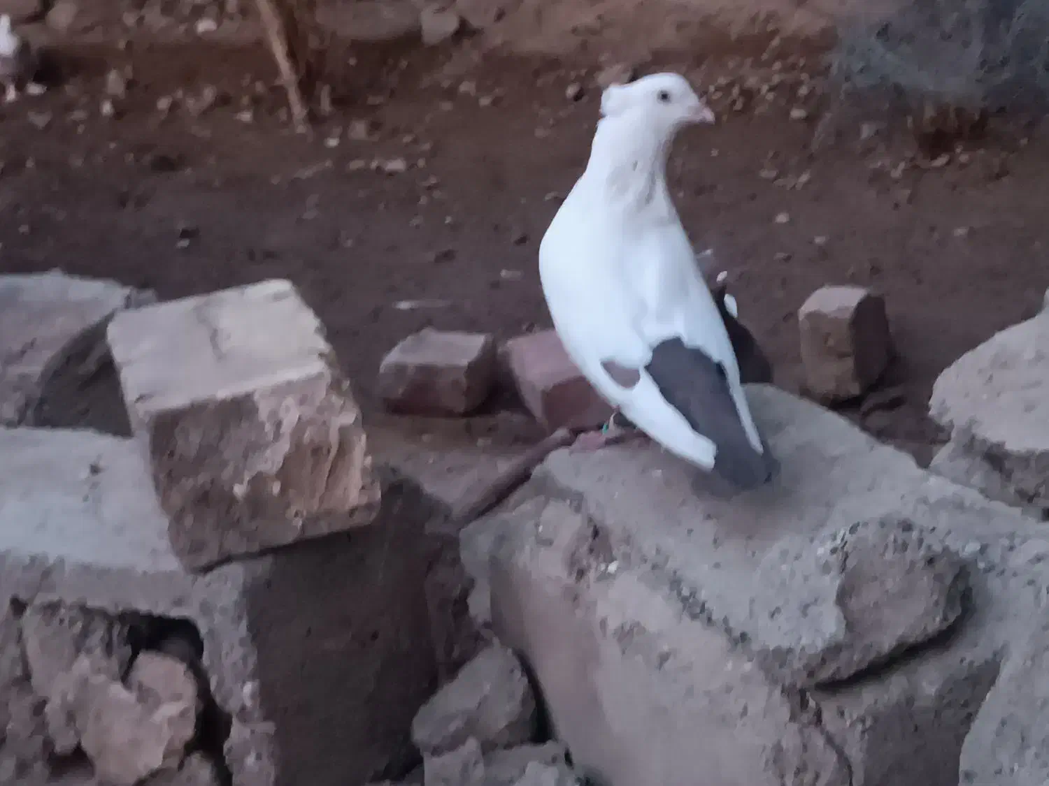 نر دمبی  عروسک|پرنده|هامون, |دیوار