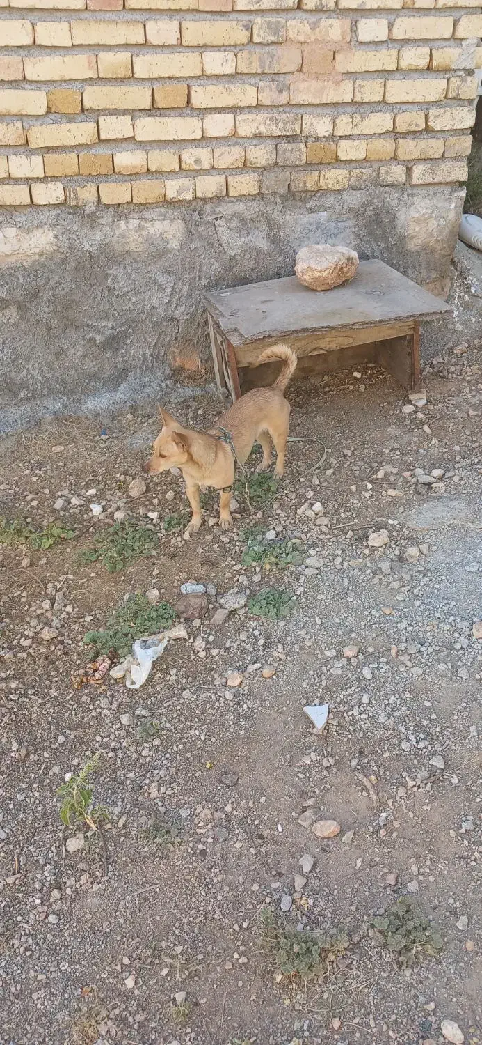 سگ پا کوتاه|سگ|کرمانشاه, |دیوار