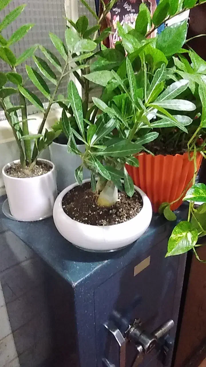 ادنیوم|گل و گیاه طبیعی|قم, علی آباد سعدگان|دیوار