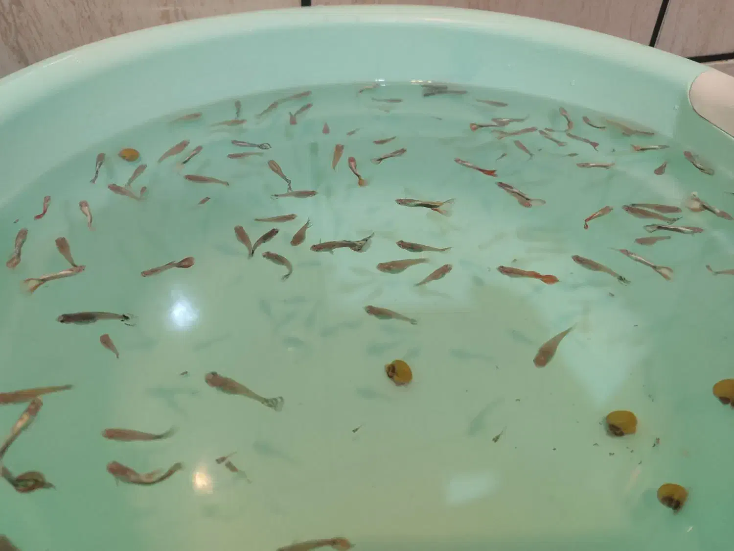 ماهی گوپی|ماهی|شهرکرد, |دیوار