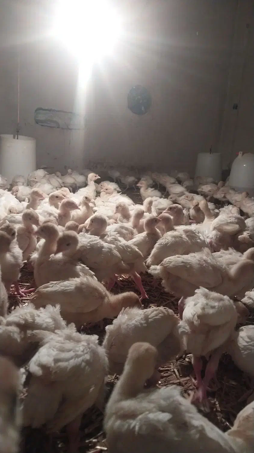 جوجه بوقلمون بیوتی ۶اصل|حیوانات مزرعه|گنبد کاووس, |دیوار