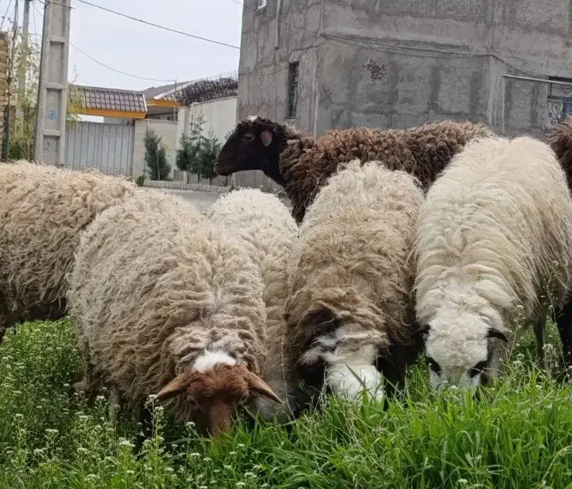 میش،وبره شیشک جهت قربانی|حیوانات مزرعه|قزوین, |دیوار