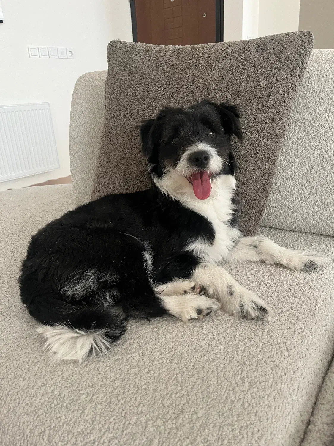 واگذار سگ|سگ|اردبیل, |دیوار