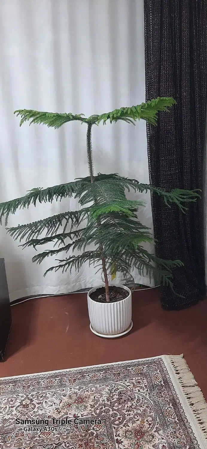 کاج مطبق|گل و گیاه طبیعی|صدرا-فارس, فاز ۱|دیوار