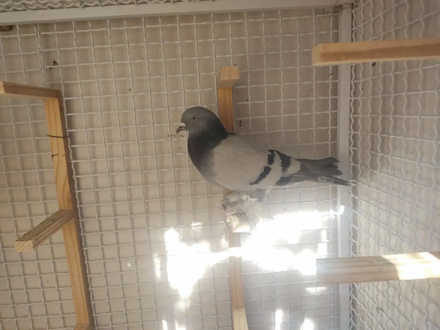 کفتر باختی|پرنده|شیراز, درکی|دیوار