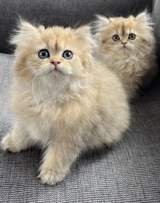 گربههای بازیگوش و بامزه|گربه|تهران, توحید|دیوار