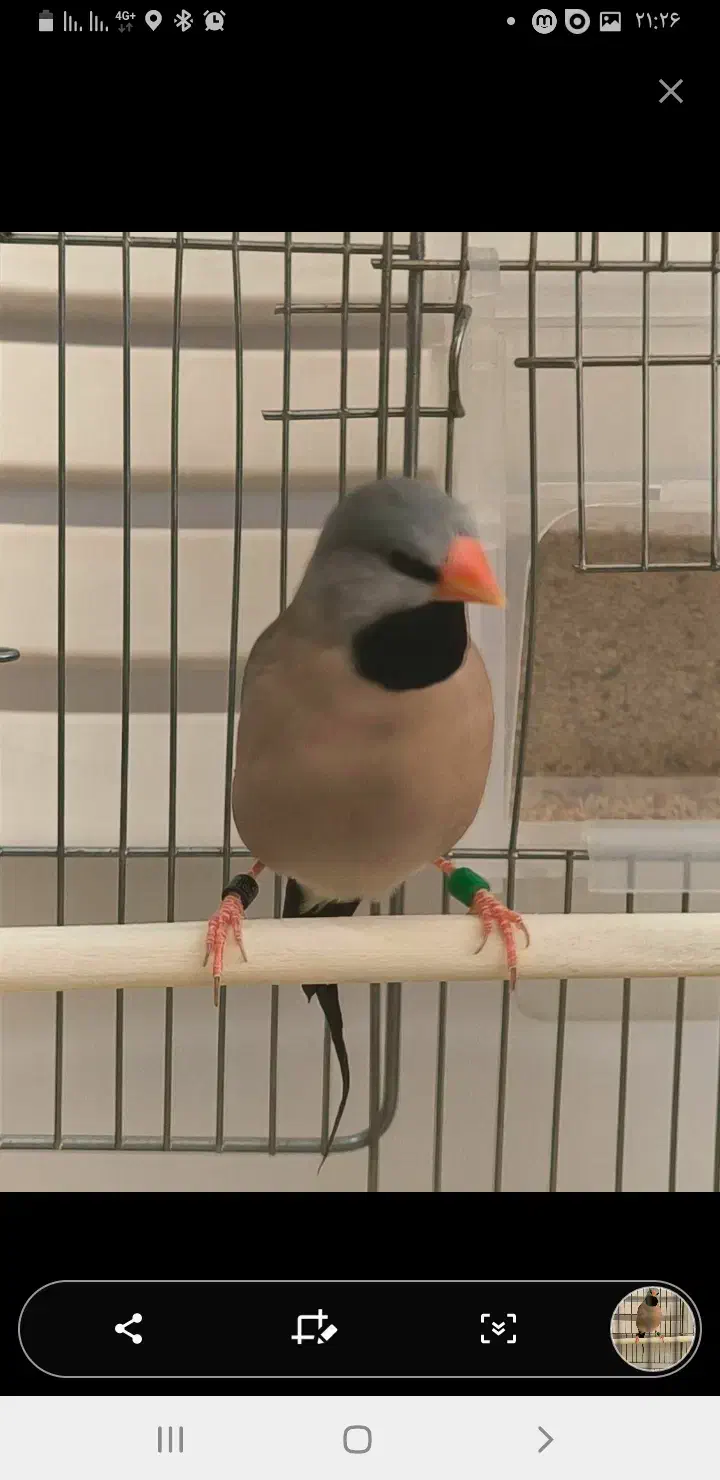 فنج|پرنده|تهران, پیکان شهر|دیوار