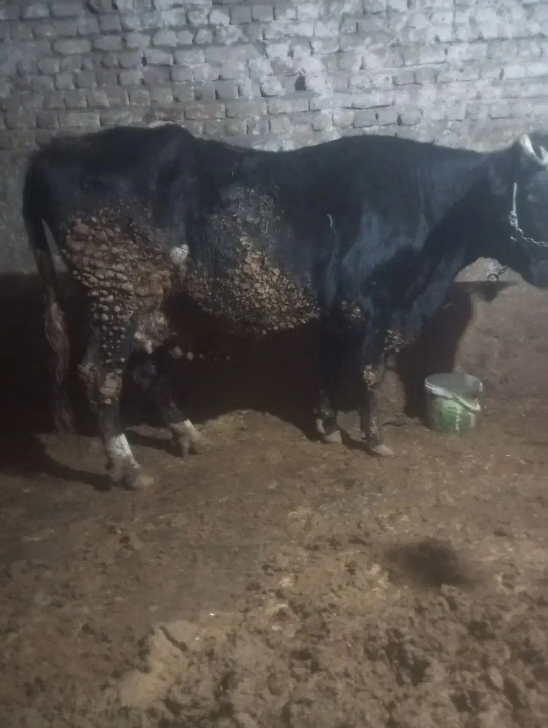 یک راس گاو آبستن|حیوانات مزرعه|نهاوند, |دیوار