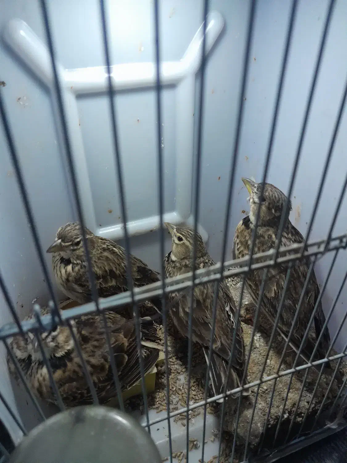 سهره خاکی|پرنده|رشت, کوی حسینی|دیوار